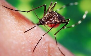 Fransa’da Sivrisineklere Hastalık Bulaştı! Chikungunya Alarmı