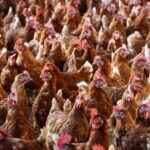 Fransa’da Sıcak Hava Nedeniyle 6 Bin 600 Ton Kümes Hayvanı Telef Oldu Fransa'da Sıcak Hava Nedeniyle 6 Bin 600 Ton Kümes Hayvanı Telef Oldu
