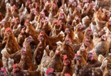 Fransa’da Sıcak Hava Nedeniyle 6 Bin 600 Ton Kümes Hayvanı Telef Oldu Fransa'da Sıcak Hava Nedeniyle 6 Bin 600 Ton Kümes Hayvanı Telef Oldu
