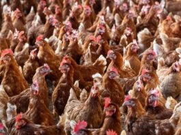Fransa’da Sıcak Hava Nedeniyle 6 Bin 600 Ton Kümes Hayvanı Telef Oldu Fransa'da Sıcak Hava Nedeniyle 6 Bin 600 Ton Kümes Hayvanı Telef Oldu